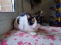 1721 Bonnie (11)